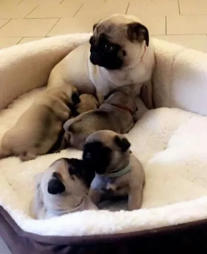 Pug - Um Presente Que Recebe Abraços, Da Carinho E Faz Companhia