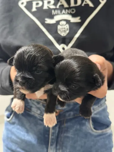 ? 2 filhotes fêmeas - Shih-tzu com Yorkshire