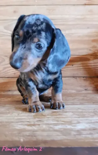 Filhotes de Dachshund (Cofap/Salsicha)