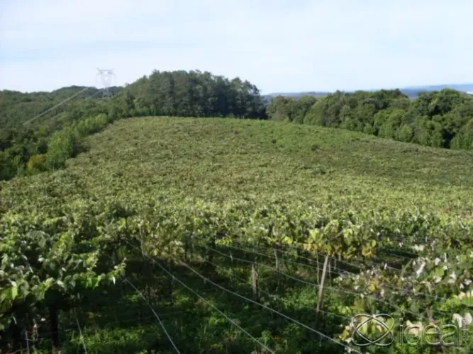 TERRAS PRODUTIVAS EM CORONEL PILAR- RS