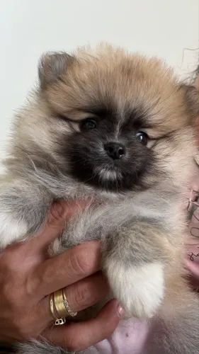 Filhote macho Spitz alemão