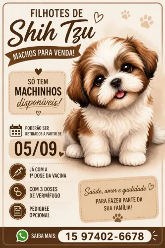 ShihTzu Macho