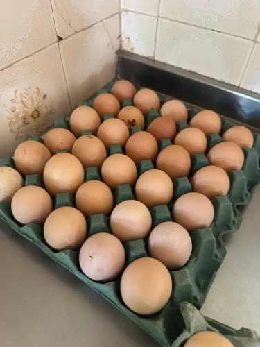 Ovos de galinha GSB