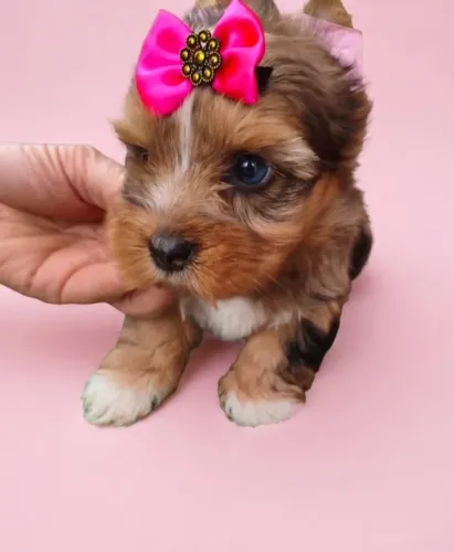 Princesinha Yorkshire Merle Apaixonante