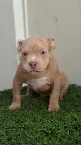 Filhote American Bully Micro - Macho