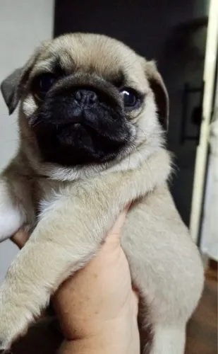 Pug filhote macho e fêmea disponivel