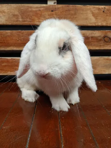 Coelho macho mini loop