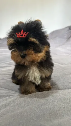 Vendo Macho e Fêmea de yorkshire Micro 