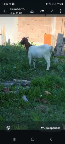 Cabra barata 
