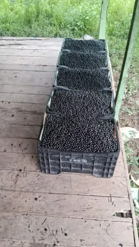 Tela do açaí 160 