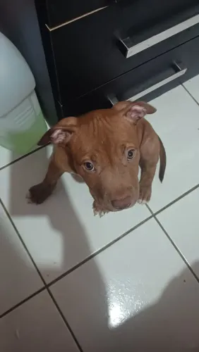 Filhote de pitbull Puro