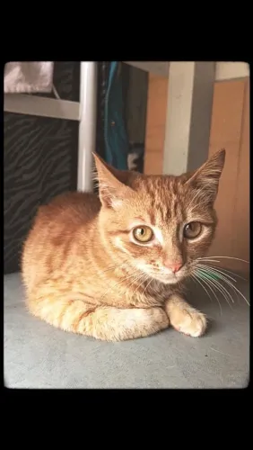Gatinha fêmea 