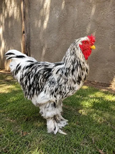 Galo Brahma esplech disponível