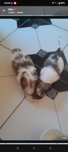 Cachorros ?