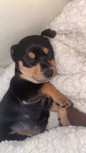 Cachorro Dachshund (Basset) 