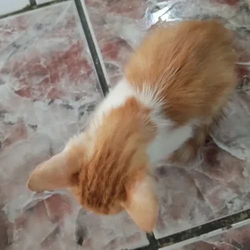 Doa se esse gatinho