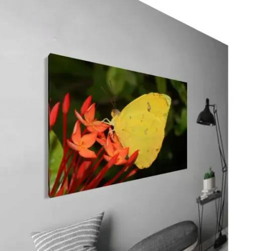 Quadro com Fotografia da Natureza (tamanho 40 x 60cm em tela canvas)