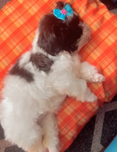 Filhotes de shih tzu micro fêmeas