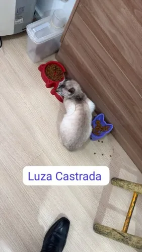 Doação de gata adulta