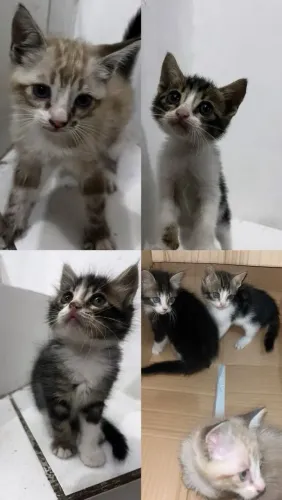 Gatos para adoção
