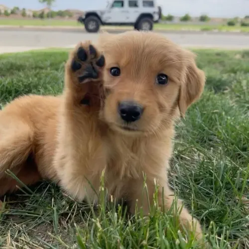 Golden O pet perfeito para novos começos