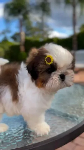 Shih Tzu O aconchego que você estava procurando