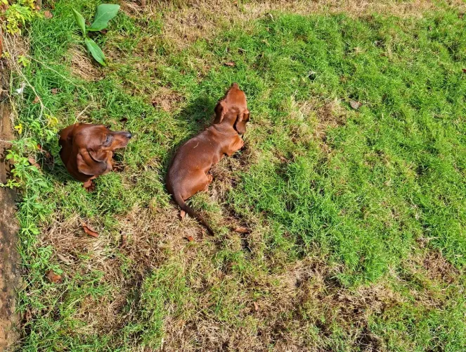 Lindos Filhotes de Dachshund 