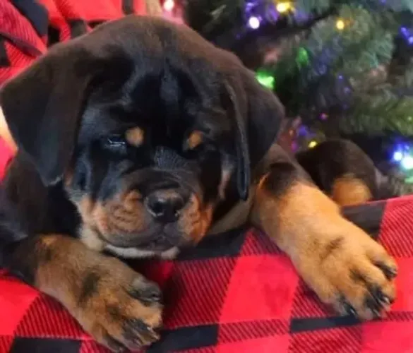 FILHOTES DE ROTTWEILER