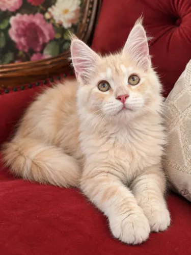 Nenê de Maine coon fêmea