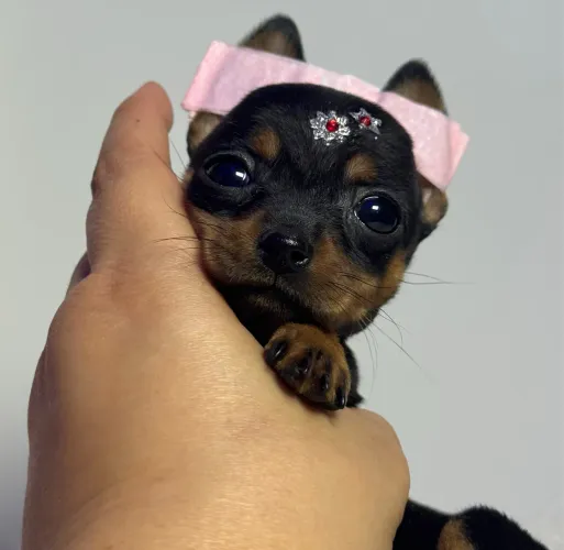 Pinscher fêmea mais de dois meses pesando gramas