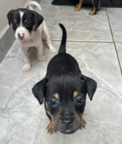 Pinscher 1, porte pequeno, vacinado