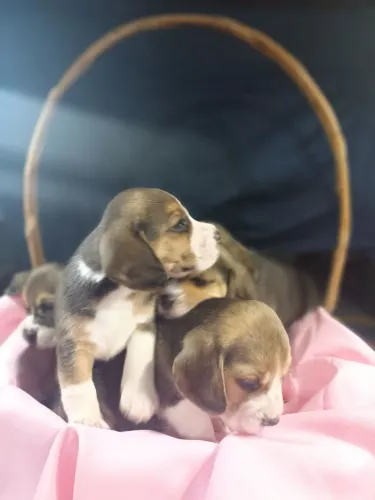 Filhote de beagle 