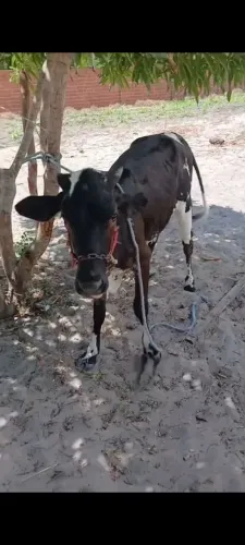 Vaca a venda