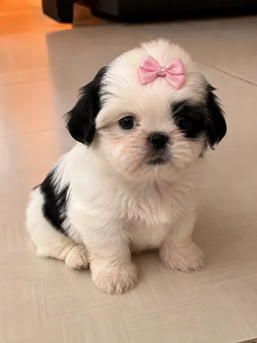 Shih tzu fêmea