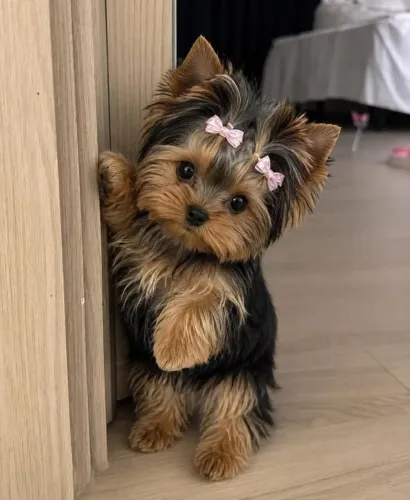 Yorkshire Trazendo Ternura Para Novas Histórias