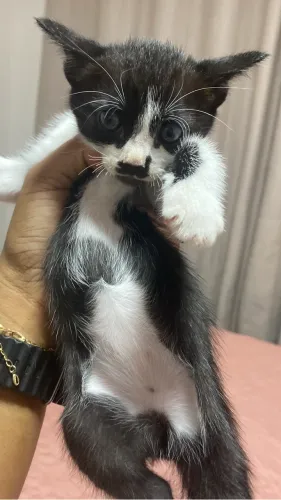 Gatos filhotes para doar 