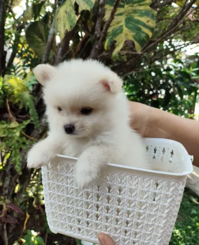 Lulu da pomerania