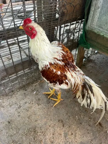 Frango de raça pura 