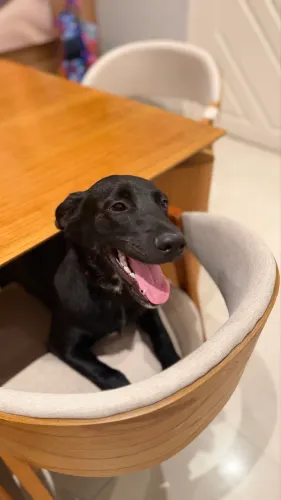 Cachorro lindo para adoção 