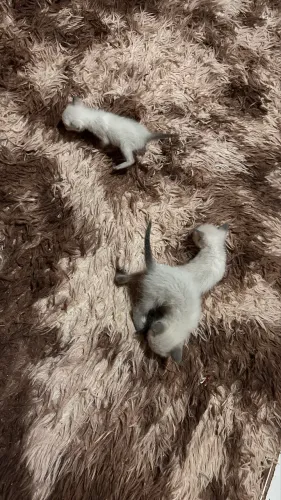 Doando gatinhAs