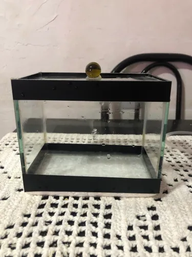 Aquário Beteira para seu peixe Betta