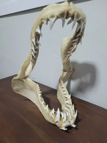 Mandíbula Arcada Tubarão Mako
