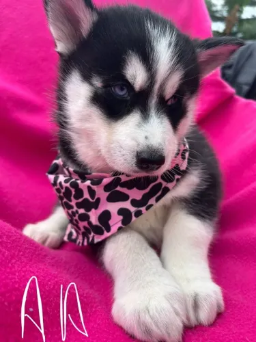 Filhotes de Husky Siberiano | Filhotes cheios de luz.