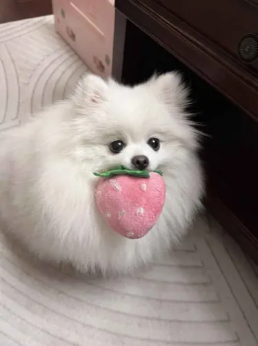Filhote Spitz Alemão, Pequenos Travessos Cheios de Amor Para Dar!
