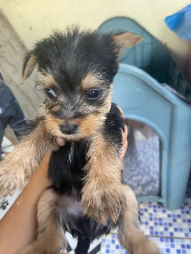 Filhote de yorkshire terrier