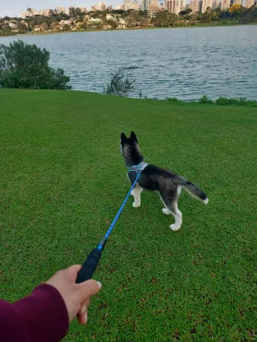 Husky Siberiano - Macho
