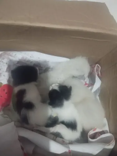 Gatinhos para doação a mamãe morreu 