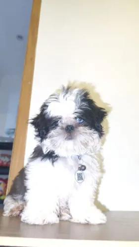 Filhote Shih Tzu