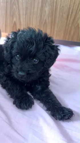 POODLE TOY MACHO - 45 DIAS - PRIMEIRAS VACINAS OK?