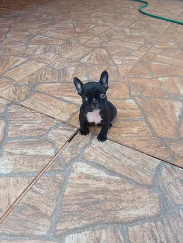 Bulldog Francês feminha 
